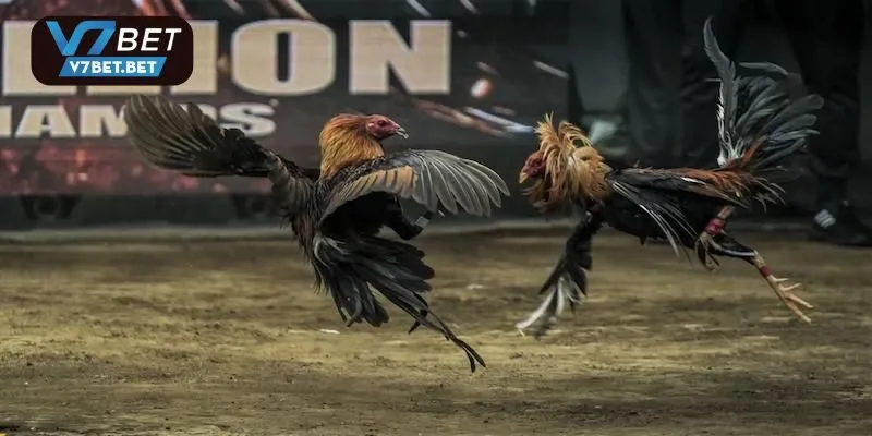 Chọi kê truyền thống với những màn đối đầu ấn tượng